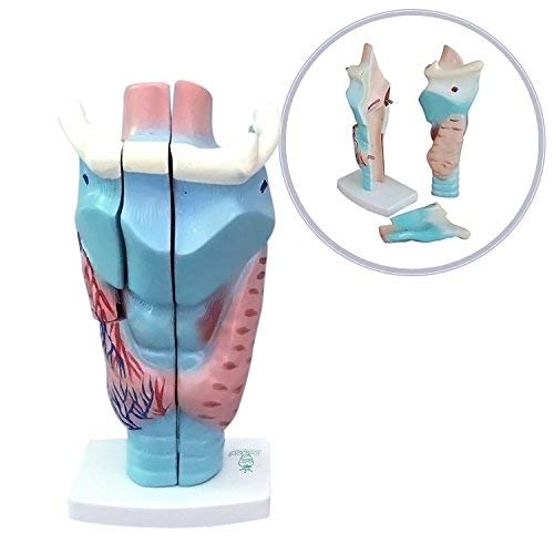 DR Natural Size Magnified Human Larynx Joint Simulation Model Anatomy